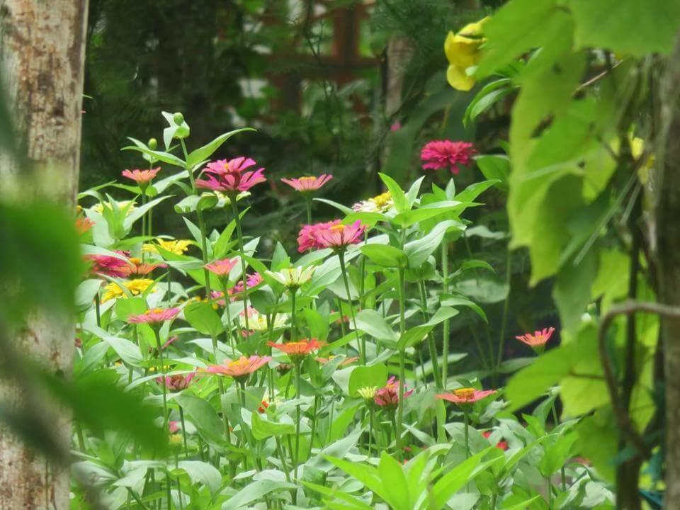 Bach Cuc Homestay Long Hai Kültér fotó